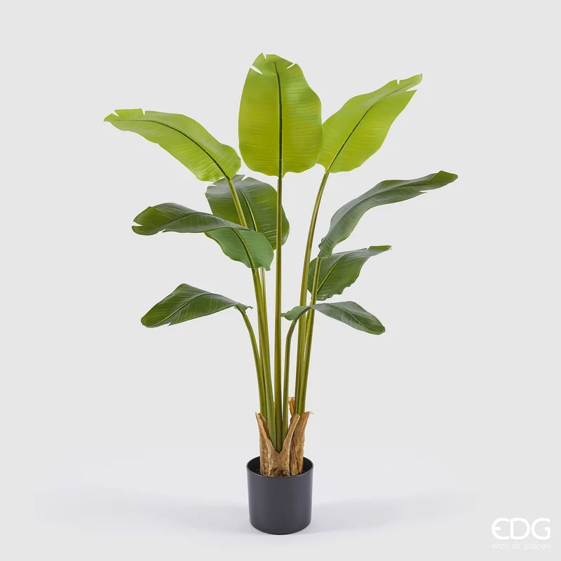 EDG Enzo De Gasperi Pianta Banano 9 foglie con Vaso H120 cm