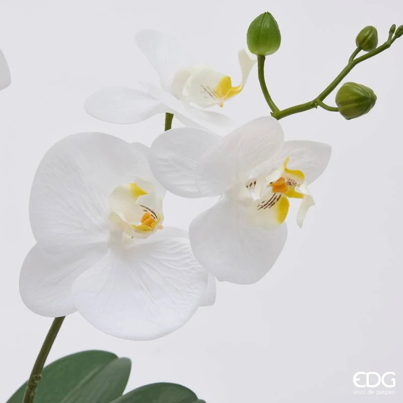 EDG Enzo De Gasperi Orchidea Phalaenopsis x2 con Bocciolo e Vaso H60 cm Bianca