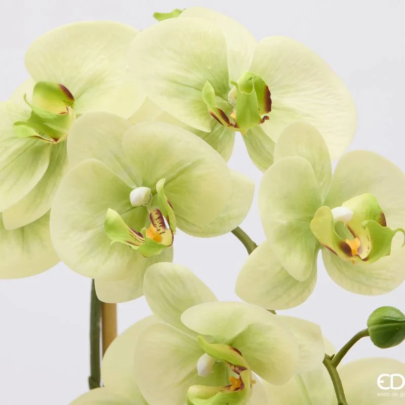 EDG Enzo De Gasperi Orchidea Phalaenopsis x3 con Bocciolo e Vaso H65 cm Verde