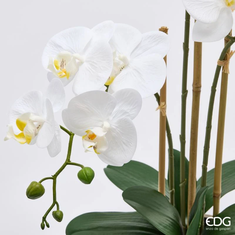 EDG Enzo De Gasperi Orchidea Phalaenopsis x3 con Bocciolo e Vaso H65 cm Bianca