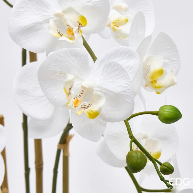 EDG Enzo De Gasperi Orchidea Phalaenopsis x3 con Bocciolo e Vaso H65 cm Bianca