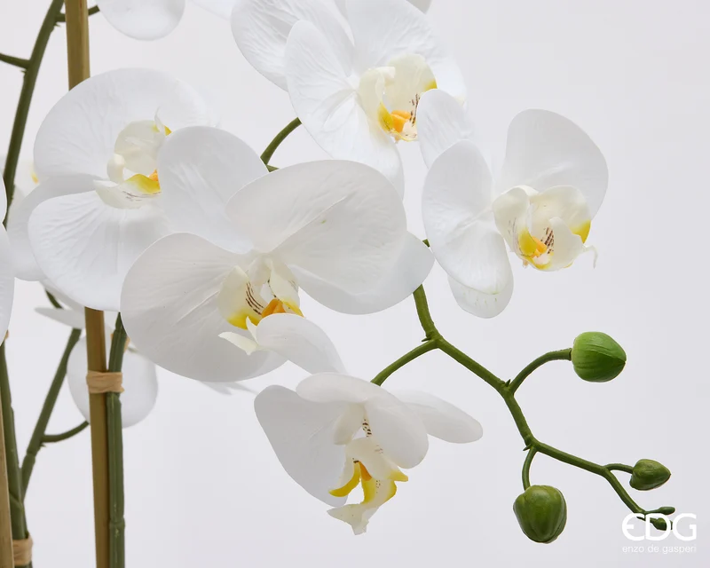 EDG Enzo De Gasperi Orchidea Phalaenopsis x8 con Bocciolo e Vaso H90 cm Bianca