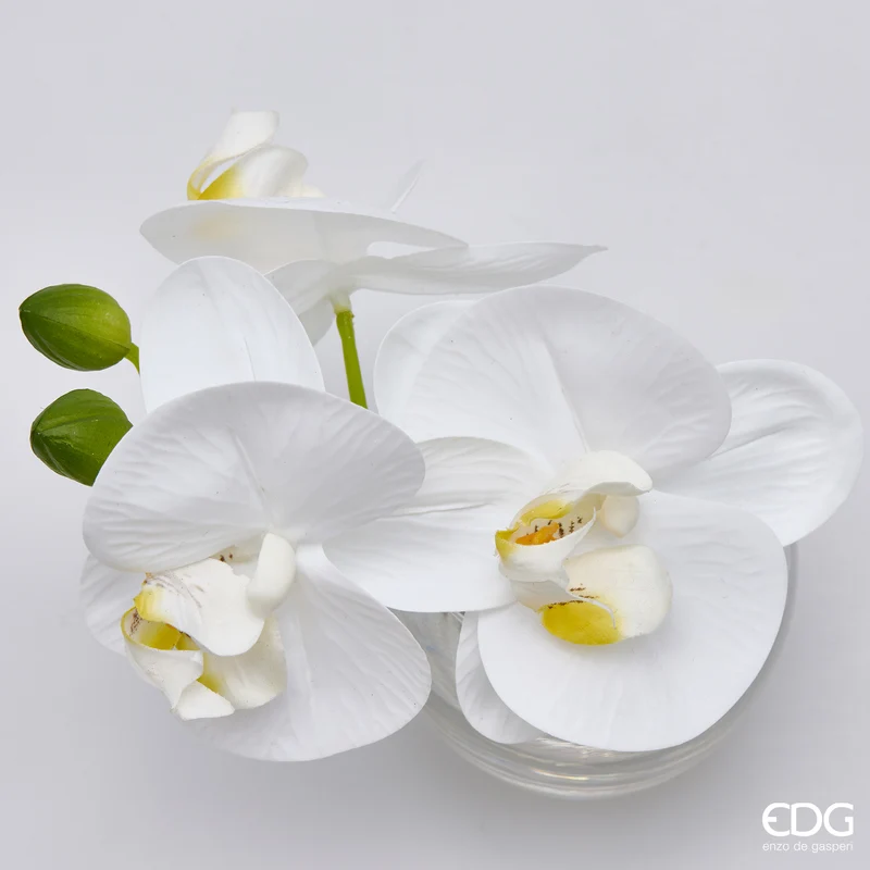 EDG Enzo De Gasperi Orchidea Phalaenopsis con Bocciolo e Vaso H15 cm Bianco