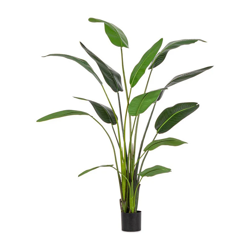 Andrea Bizzotto Pianta con vaso Strelitzia Chic H235 cm