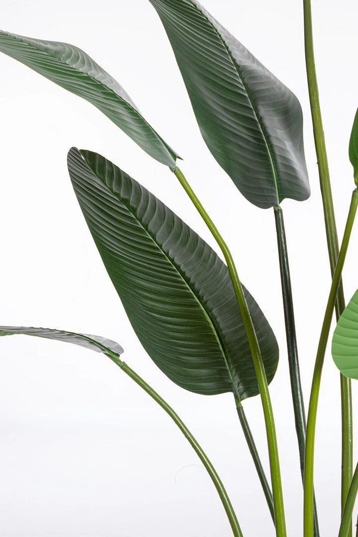 Andrea Bizzotto Pianta con vaso Strelitzia Chic H235 cm