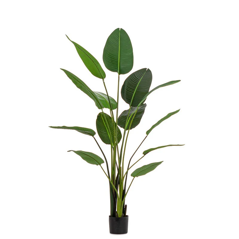 Andrea Bizzotto Pianta con vaso Strelitzia Chic 13 Foglie H185 cm