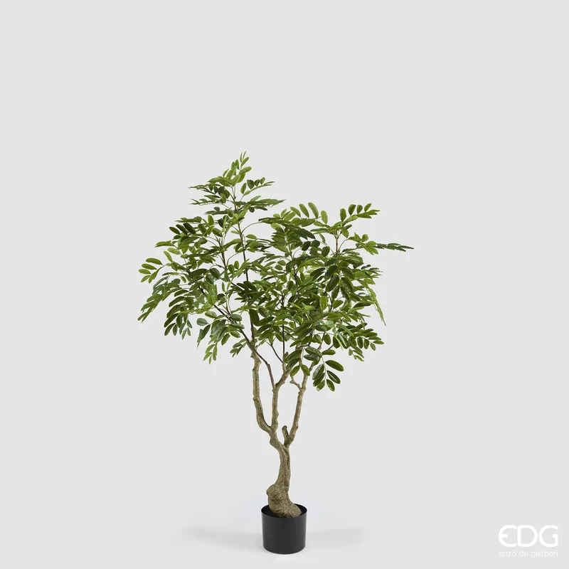 EDG Enzo De Gasperi Pianta Artificiale Dalbergia Vogue con Vaso H180 cm