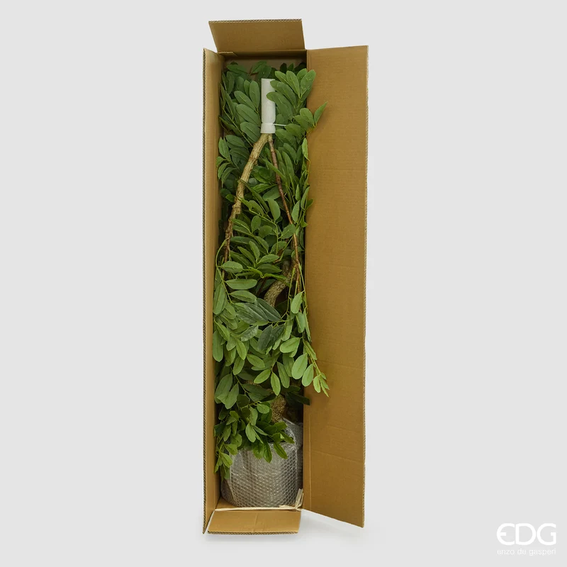 EDG Enzo De Gasperi Pianta Artificiale Dalbergia Vogue con Vaso H180 cm
