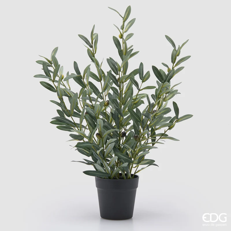 EDG Enzo De Gasperi Pianta Olivo con Vaso H65 cm