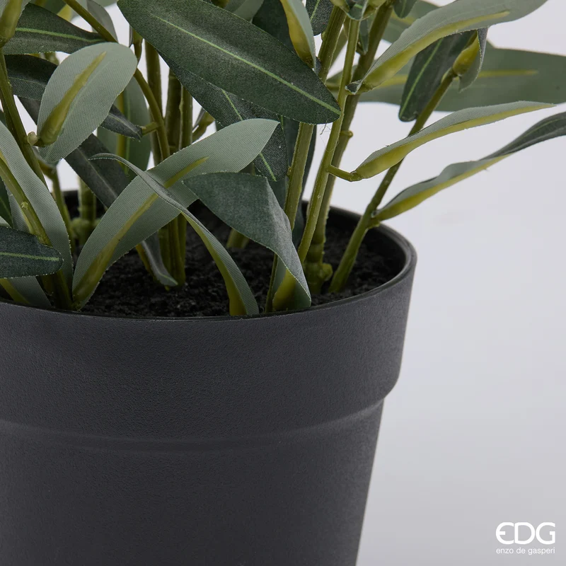 EDG Enzo De Gasperi Pianta Olivo con Vaso H65 cm