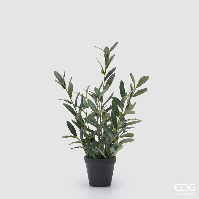 EDG Enzo De Gasperi Pianta Olivo con Vaso H45 cm
