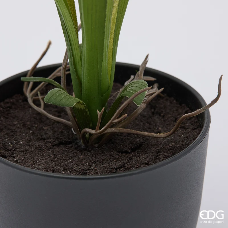EDG Enzo De Gasperi Pianta Narciso con Vaso H34 cm Giallo
