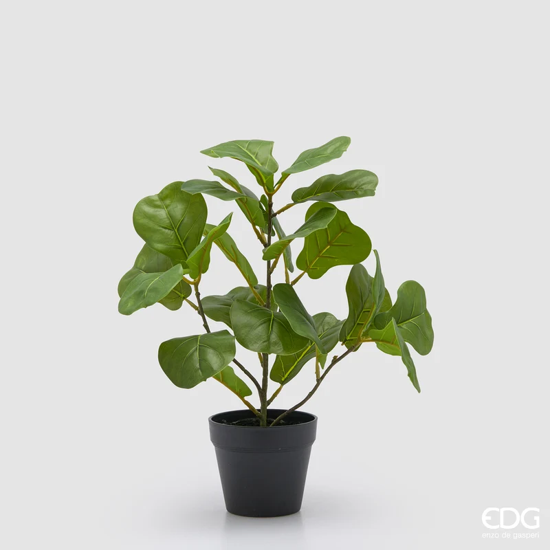 EDG Enzo De Gasperi Pianta Ficus Lyrata con Vaso H45 cm