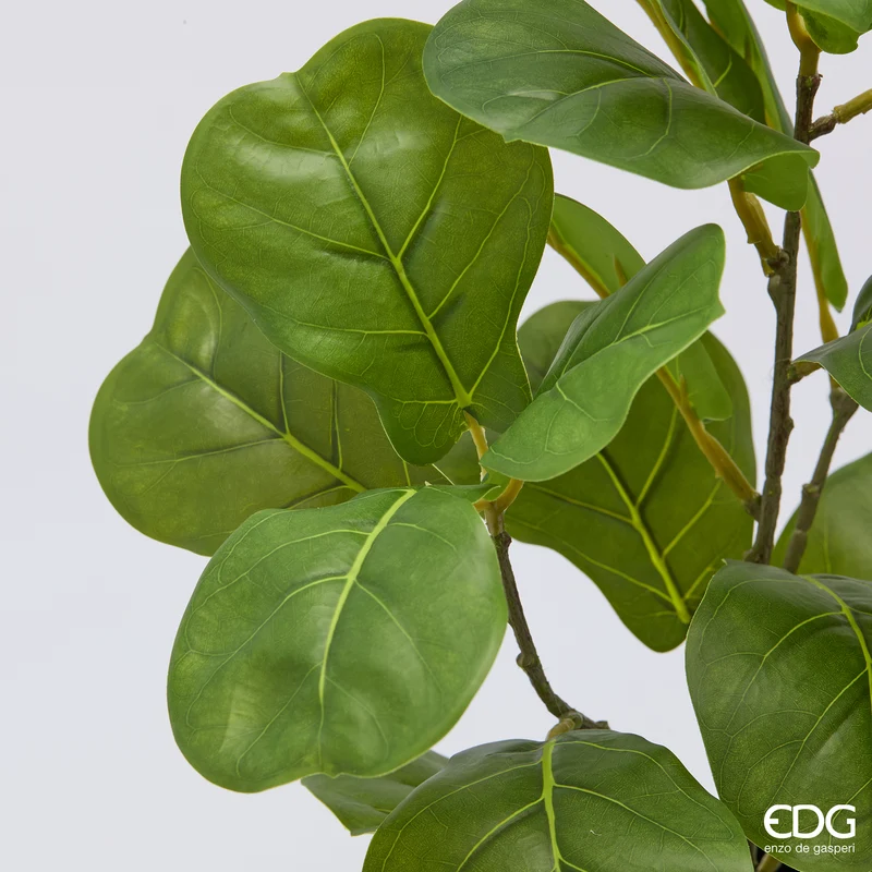 EDG Enzo De Gasperi Pianta Ficus Lyrata con Vaso H45 cm