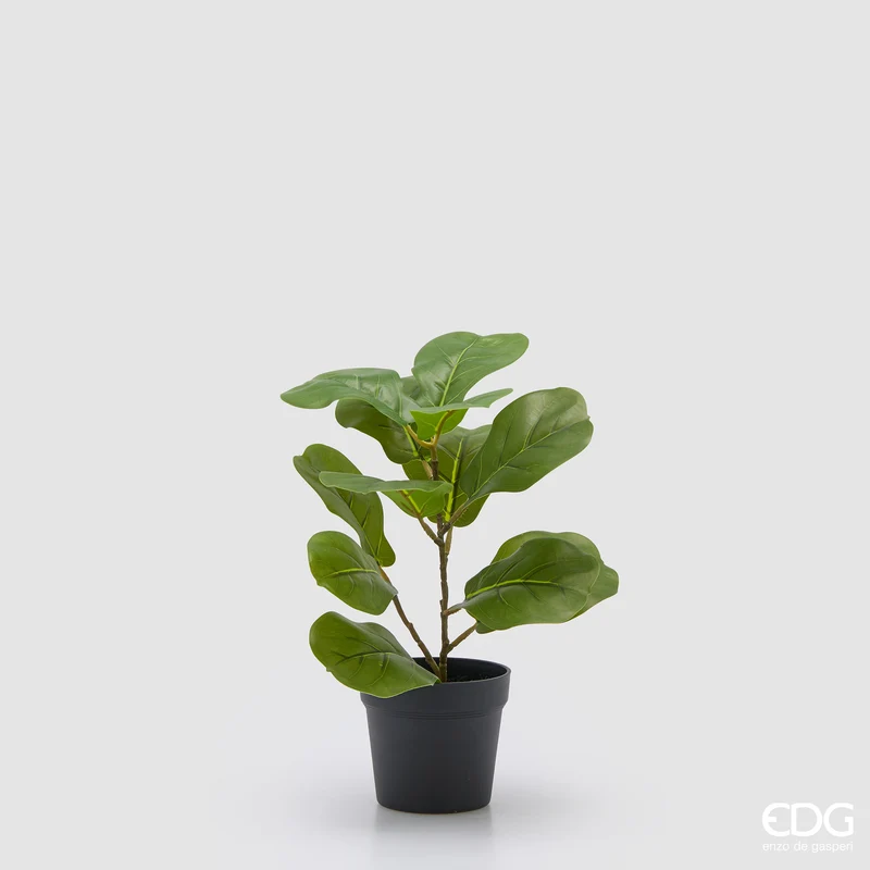 EDG Enzo De Gasperi Pianta Ficus Lyrata con Vaso H32 cm