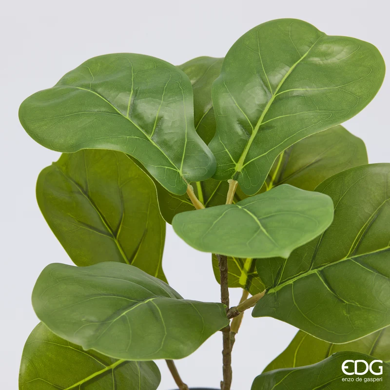 EDG Enzo De Gasperi Pianta Ficus Lyrata con Vaso H32 cm