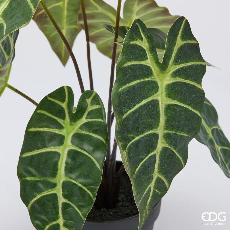 EDG Enzo De Gasperi Pianta Alocasia con Vaso H41 cm