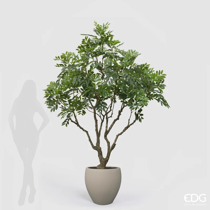 EDG Enzo De Gasperi Pianta Artificiale Dalbergia Vogue con Vaso H240 cm