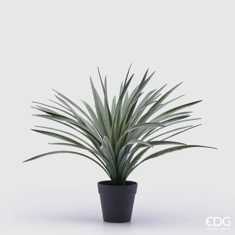 EDG Enzo De Gasperi pianta Bromelia con vaso H45 cm