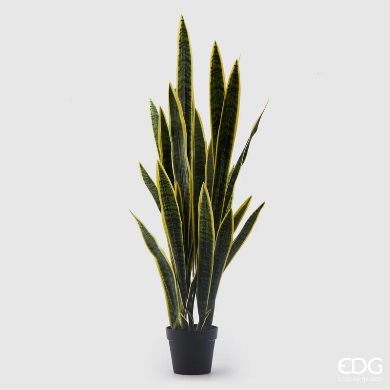 EDG Enzo De Gasperi Pianta di Sanseveria West con Vaso H140 cm