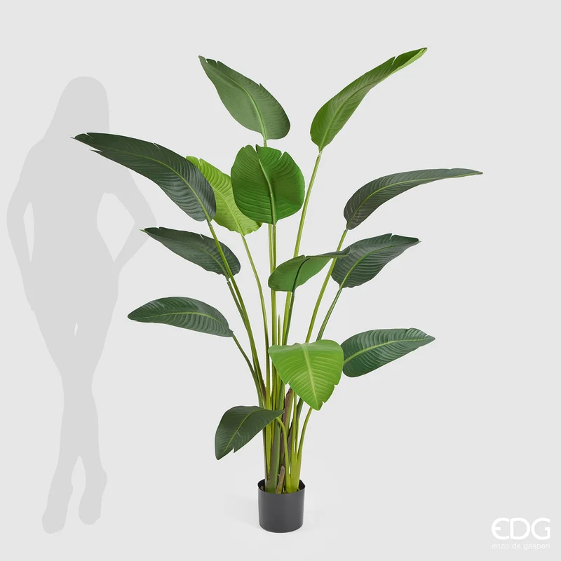 EDG Enzo De Gasperi Pianta Strelitzia Chic con Vaso H180 cm