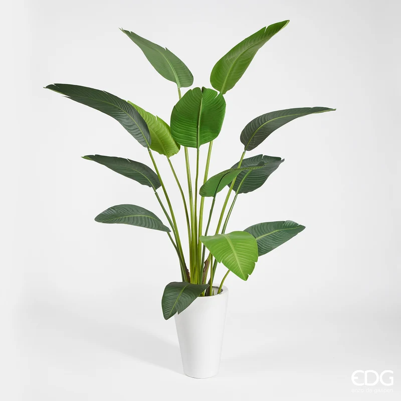 EDG Enzo De Gasperi Pianta Strelitzia Chic con Vaso H180 cm