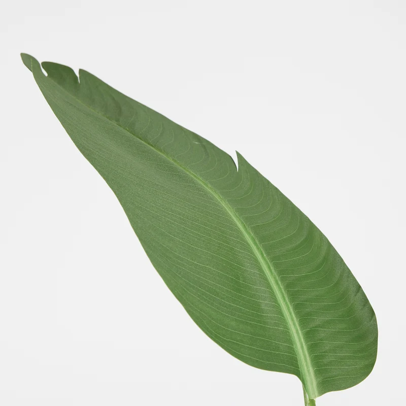 EDG Enzo De Gasperi Pianta Strelitzia Chic con Vaso H180 cm