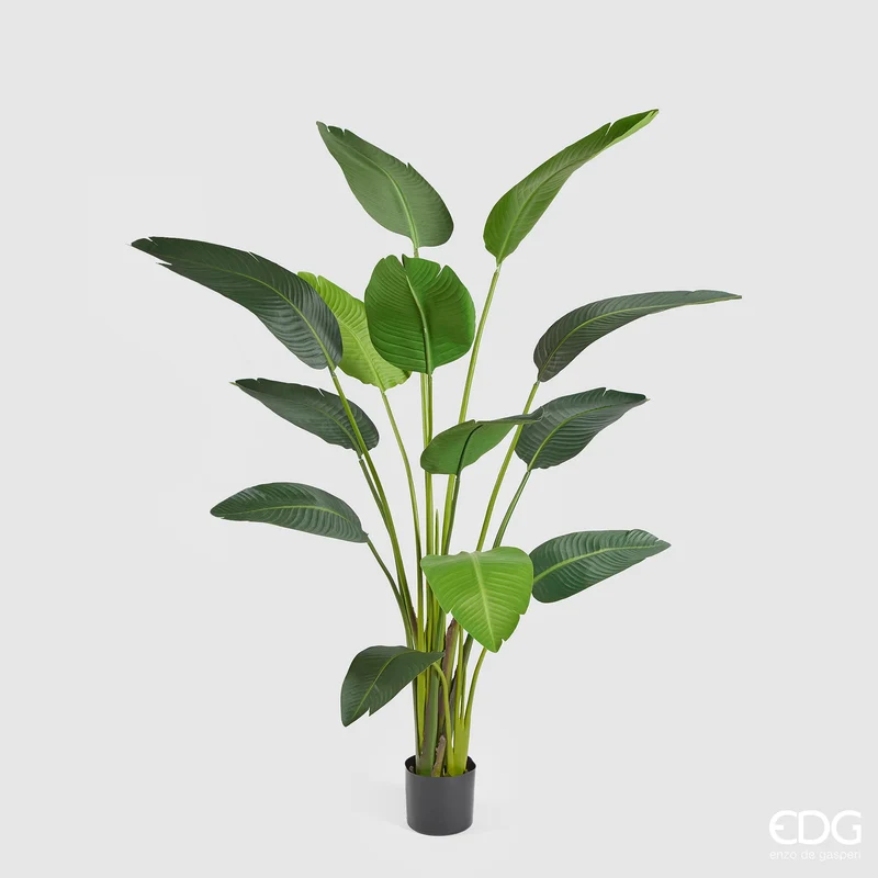 EDG Enzo De Gasperi Pianta Strelitzia Chic con Vaso H180 cm