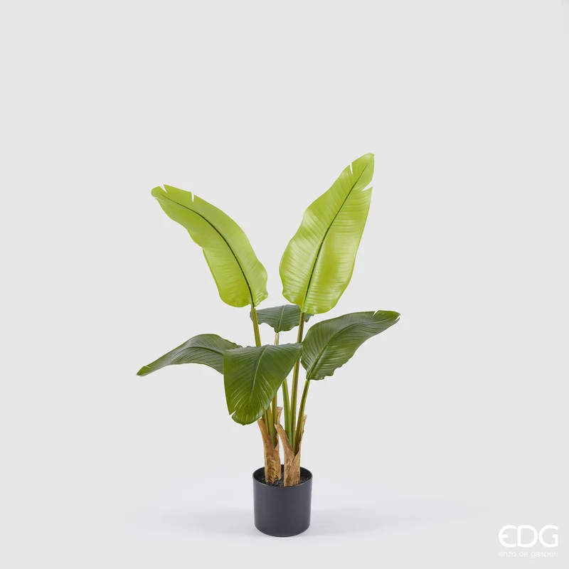 EDG Enzo De Gasperi Pianta Banano 6 foglie con Vaso H90 cm