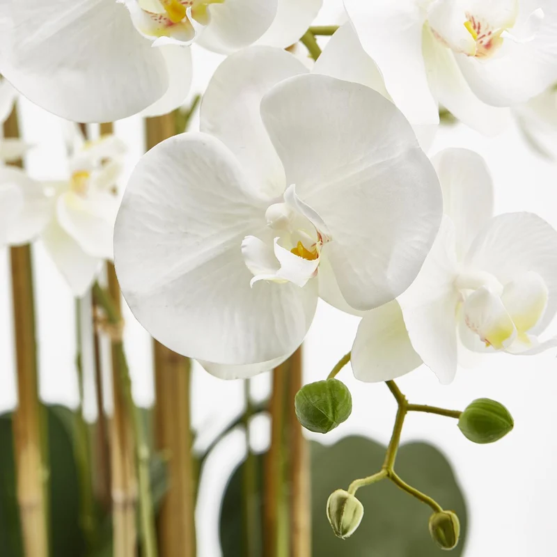 EDG Enzo De Gasperi Orchidea Phalaenopsis Real 7 fiori H84 cm Bianca