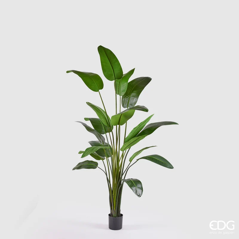 EDG Enzo De Gasperi Pianta Artificiale Strelitzia con Vaso H260 cm