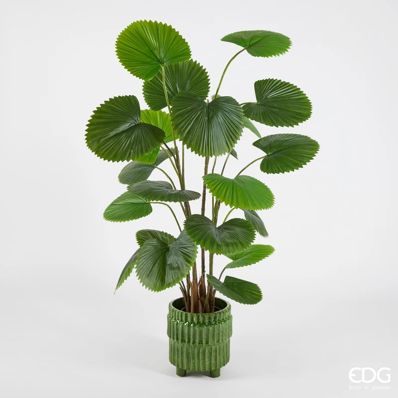 EDG Enzo De Gasperi Pianta Palma Camerus con vaso H150 cm