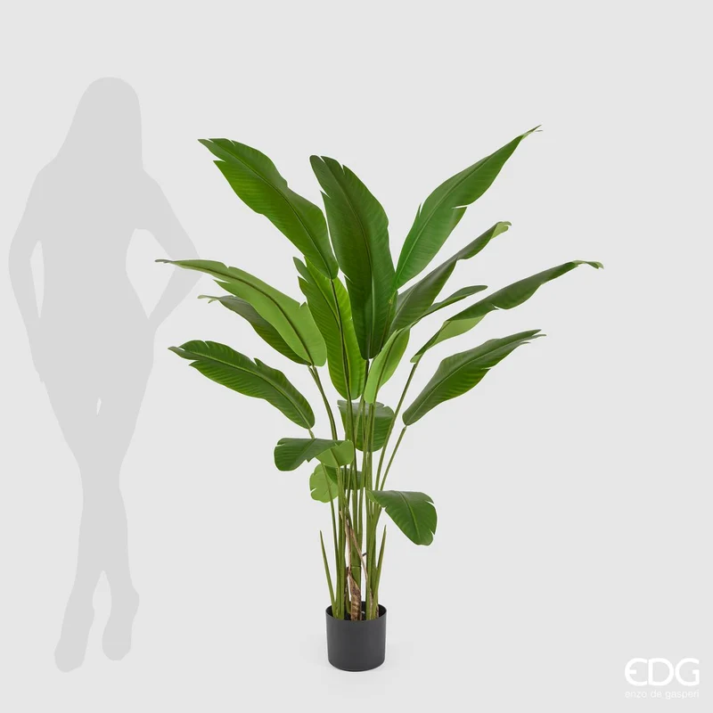 EDG Enzo De Gasperi Pianta Strelitzia Chic con Vaso H155 cm