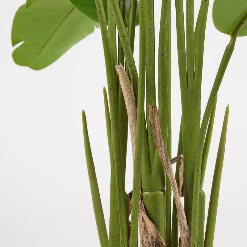 EDG Enzo De Gasperi Pianta Strelitzia Chic con Vaso H155 cm