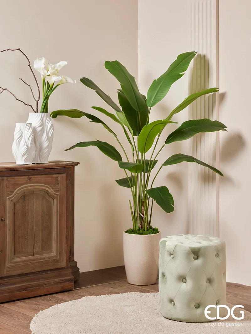 EDG Enzo De Gasperi Pianta Strelitzia Chic con Vaso H155 cm