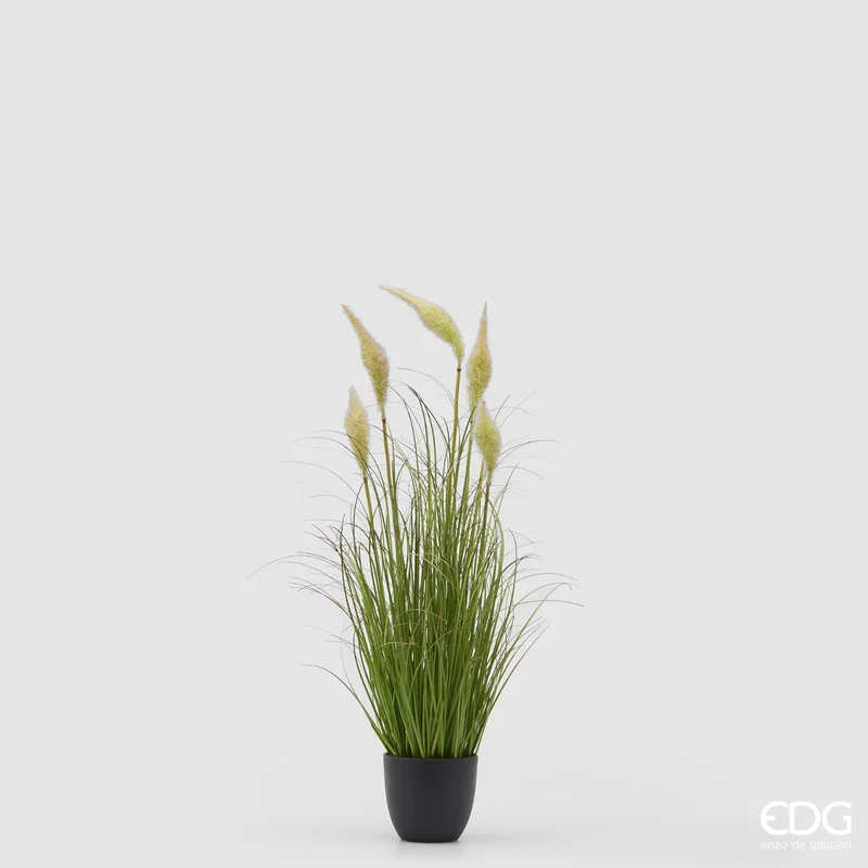 EDG Enzo De Gasperi pianta Festuca 5 Fiori con Vaso H70 cm