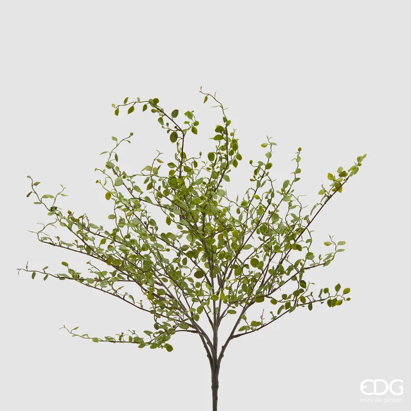 EDG Enzo De Gasperi Cespuglio di Mulenbechia H43 cm