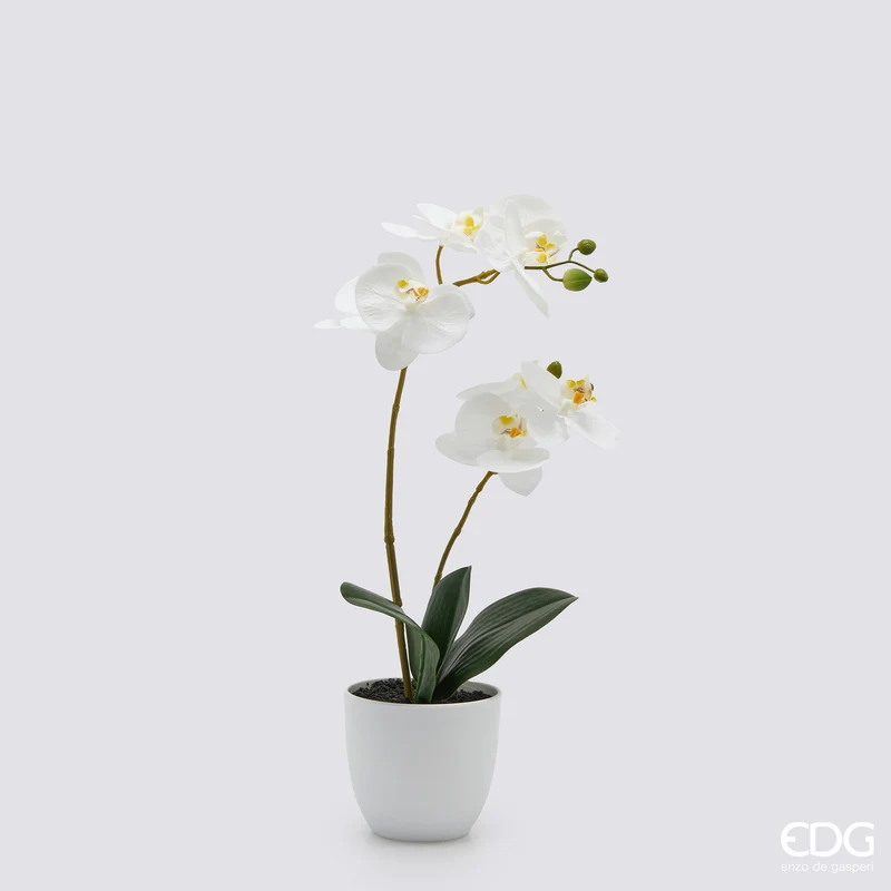 EDG Enzo De Gasperi pianta con vaso Orchidea Phalaenopsis 2 Fiori H50 cm Bianco
