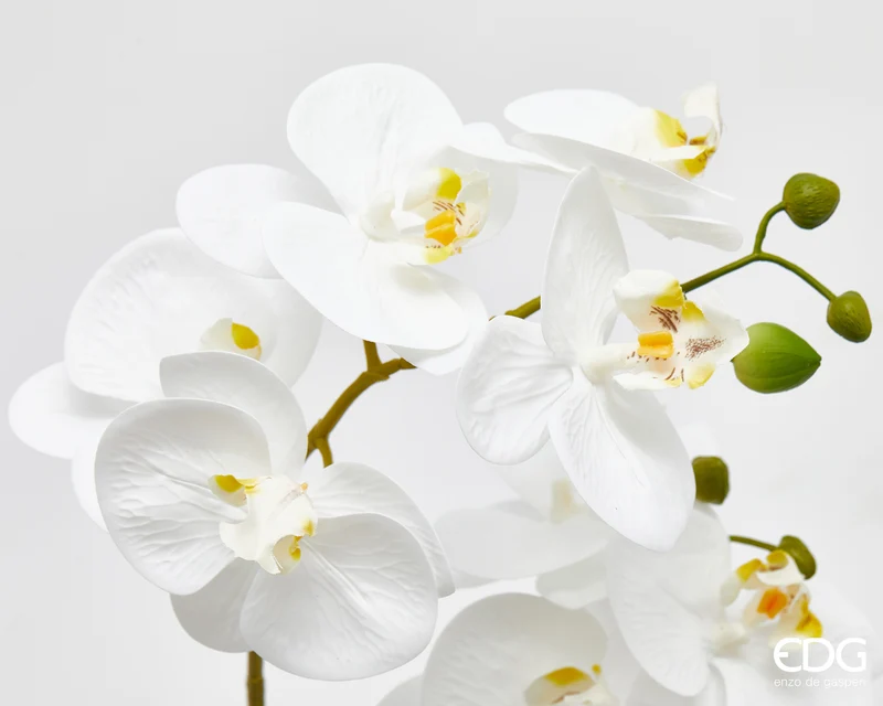 EDG Enzo De Gasperi pianta con vaso Orchidea Phalaenopsis 2 Fiori H50 cm Bianco