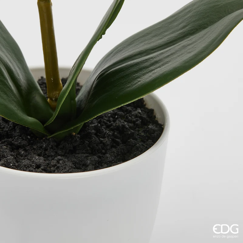 EDG Enzo De Gasperi pianta con vaso Orchidea Phalaenopsis 2 Fiori H50 cm Bianco