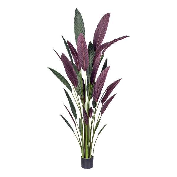 Gasper Pianta di Stromanthe Thaila Bicolor H210 cm