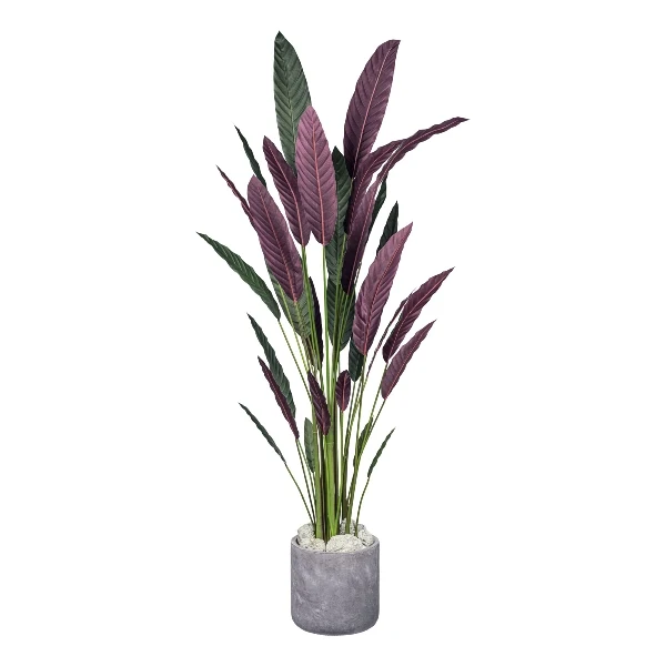 Gasper Pianta di Stromanthe Thaila Bicolor H210 cm