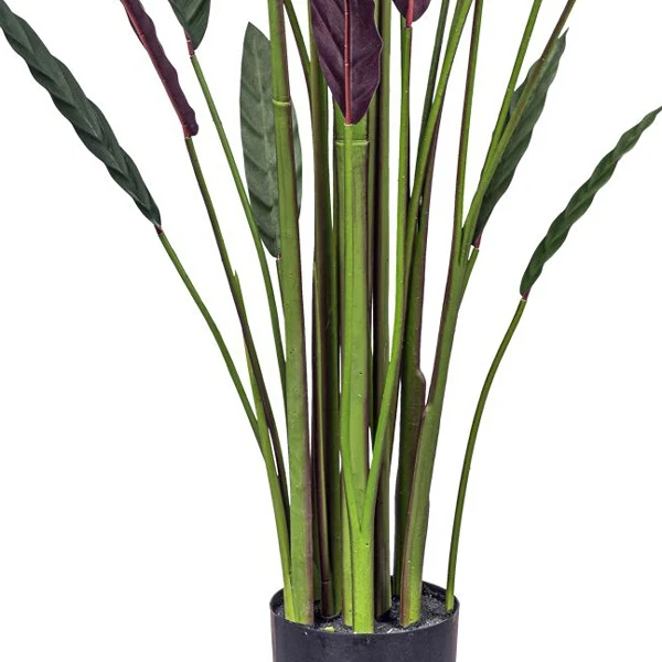 Gasper Pianta di Stromanthe Thaila Bicolor H210 cm