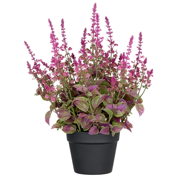 Gasper Pianta di Salvia Superba Fiorita XL con Vaso H50 cm