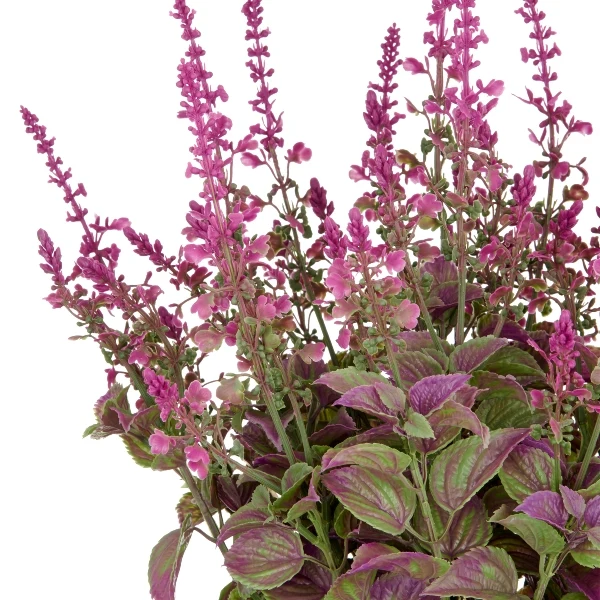 Gasper Pianta di Salvia Superba Fiorita XL con Vaso H50 cm