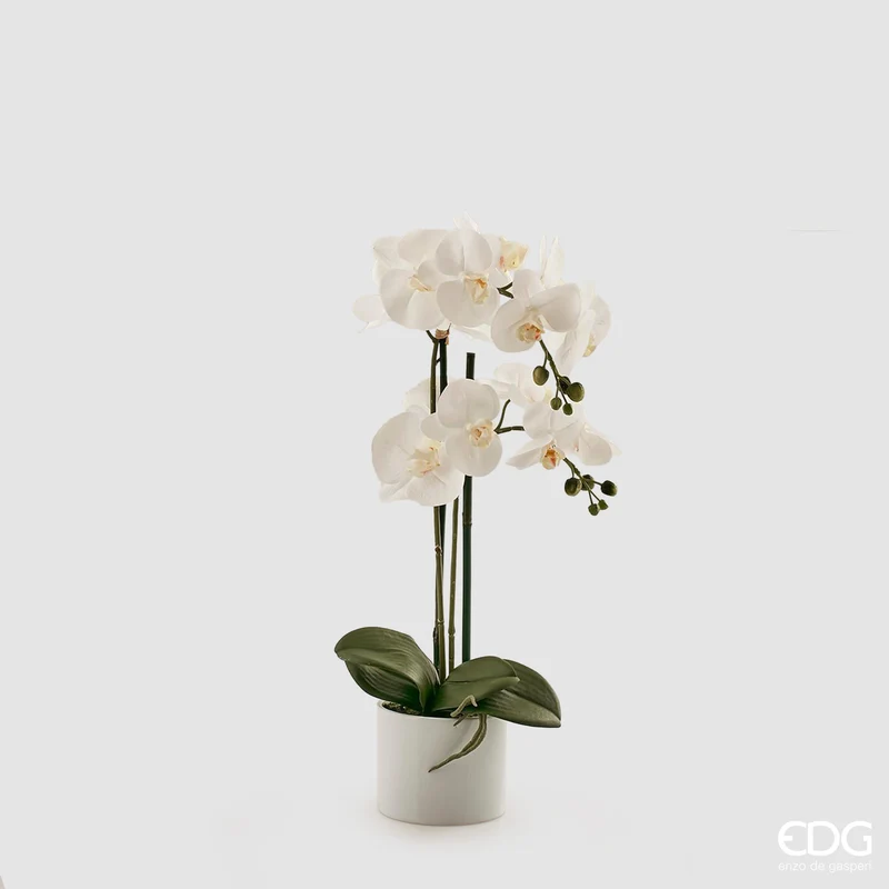 EDG Enzo De Gasperi pianta con vaso Orchidea Phalaenopsis H55 cm Bianco