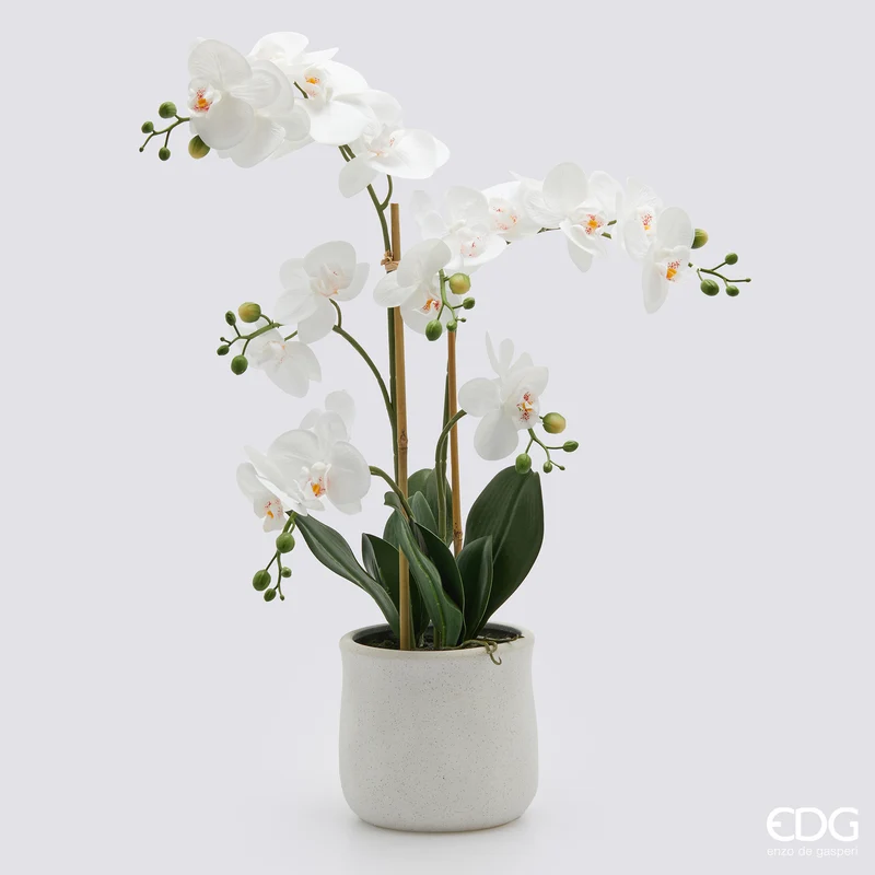 EDG Enzo De Gasperi pianta con vaso Orchidea Phalaenopsis 35 Fiori H62 cm Bianco