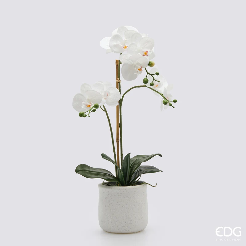 EDG Enzo De Gasperi pianta con vaso Orchidea Phalaenopsis 3 Fiori H56 cm Bianco