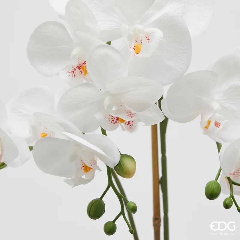 EDG Enzo De Gasperi pianta con vaso Orchidea Phalaenopsis 3 Fiori H56 cm Bianco