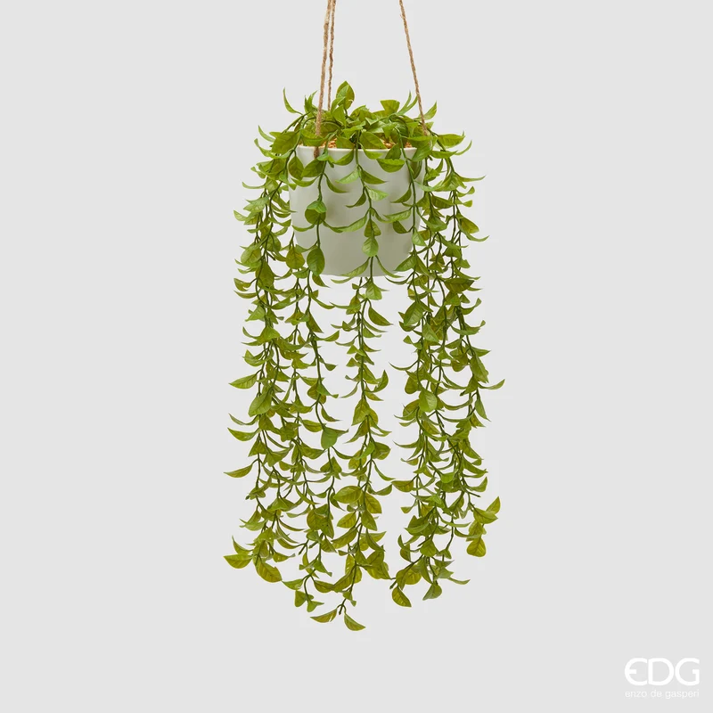 EDG Enzo De Gasperi Mulenbechia Cadente da Appendere H40 cm